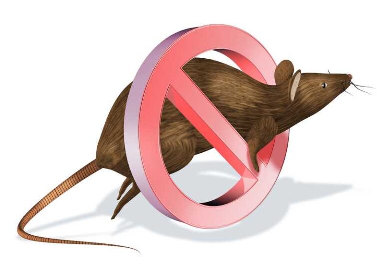 أفضل شركة مكافحة حشرات وفئران في الرياض